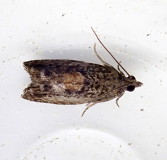 Epinotia nisella