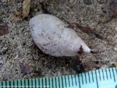 Bulimulus