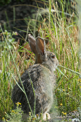 Sylvilagus nuttallii