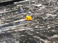 Dacrymyces spathularia