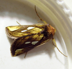 Plusia festucae