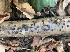 Jackrogersella multiformis