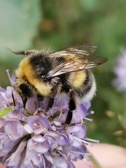 Bombus