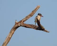 Halcyon chelicuti chelicuti