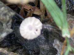 Marasmius rotula
