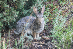 Sylvilagus nuttallii