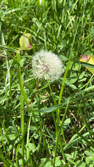 Taraxacum erythrospermum