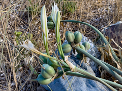 Pancratium maritimum
