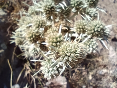 Eryngium