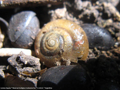 Oxychilus draparnaudi