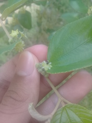 Bruchinae
