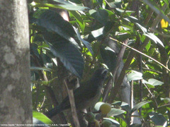 Saltator similis