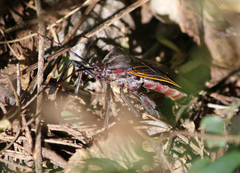 Pachylis neocalifornicus