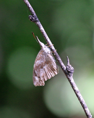 Libytheana carinenta