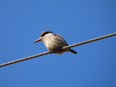 Halcyon chelicuti chelicuti