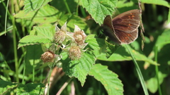 Erebia