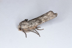 Lithomoia germana