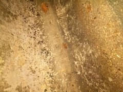 Eleutherodactylus planirostris