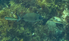 Diplodus sargus