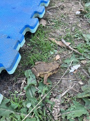 Bufo spinosus