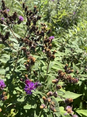 Vernonia