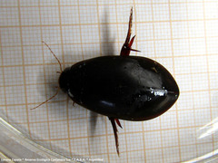 Megadytes glaucus