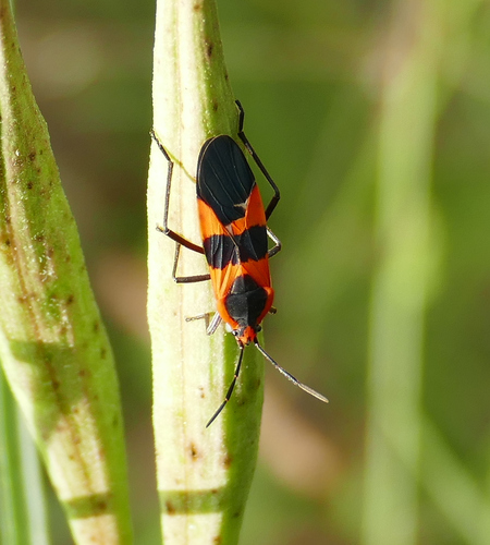 Large Milkweed Bug photographed in New Mexico