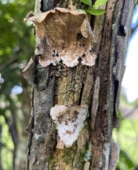 Trametes villosa