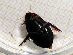 Megadytes glaucus