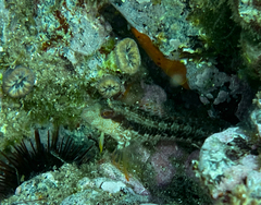 Parablennius pilicornis