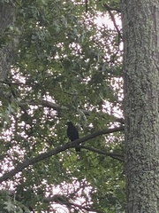 Corvus