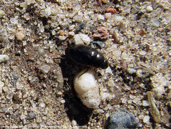 Tropisternus lateralis