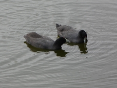 Fulica cristata