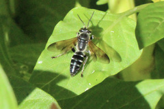 Tachytes guatemalensis