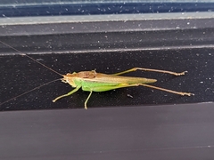 Conocephalus fasciatus
