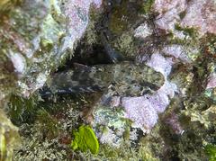 Gobius paganellus
