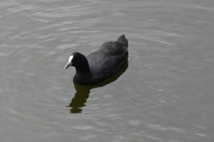 Fulica cristata