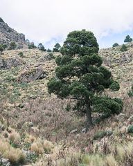 Pinus hartwegii