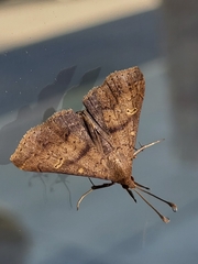 Renia discoloralis