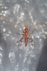Adapsilia coarctata