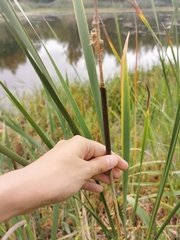 Typha angustifolia
