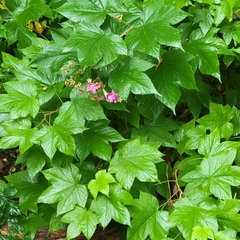 Rubus odoratus