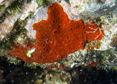 Phorbas fictitius