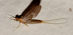 Isonychia bicolor