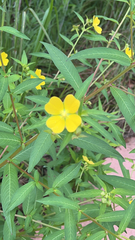Ludwigia octovalvis