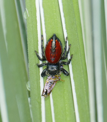 Phidippus carneus