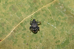 Tachyerges decoratus