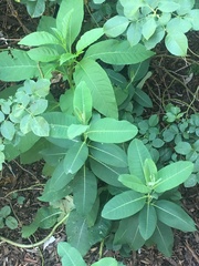Asclepias syriaca