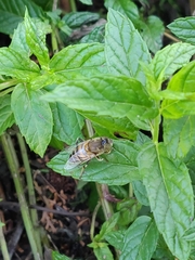 Eristalinus taeniops