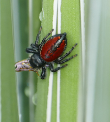 Phidippus carneus